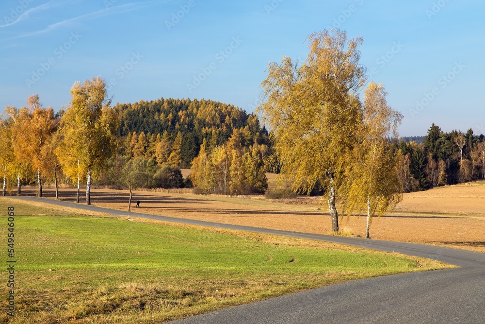 Road and birch tree, autumn view