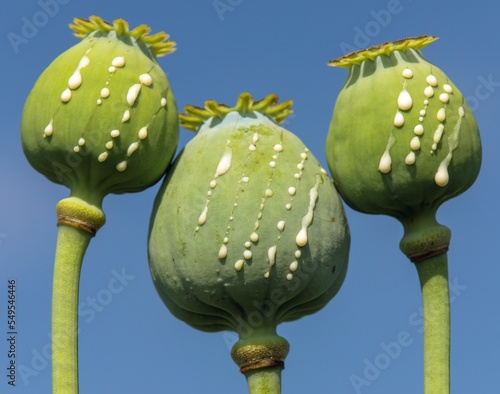 opium poppy heads papaver somniferum drops milk latex,