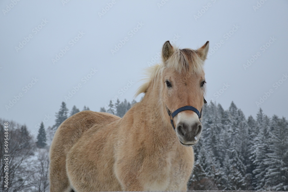 Fototapeta premium horse in winter