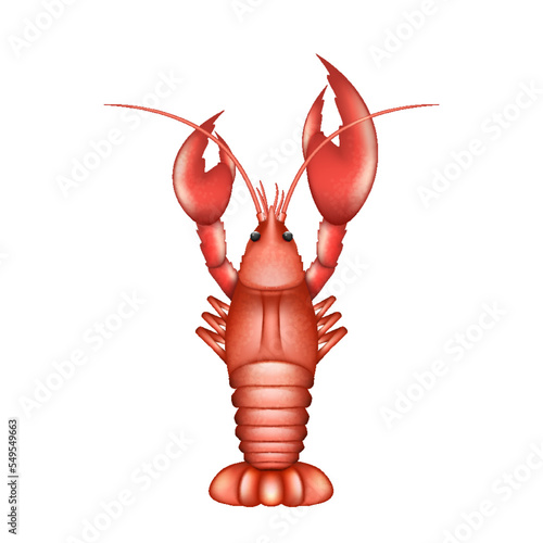 Realistic lobster. Sea aquatic animal with claws. Crawfish langouste raw, boiled, seafood ingredient