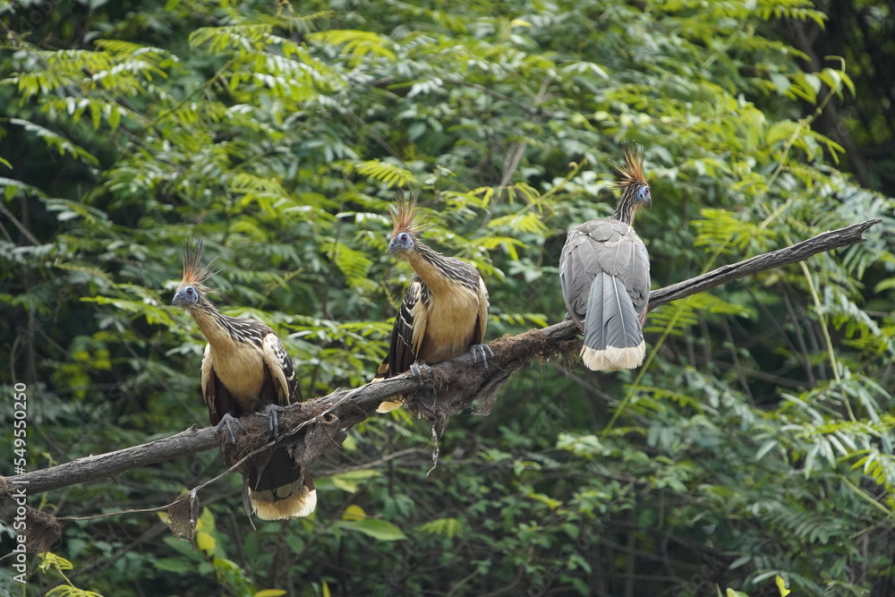 Hoatzin (Opisthocomus hoazin), also known as the reptile bird, skunk
