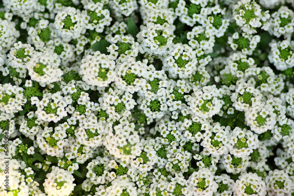 Tokyo,Japan - November 25, 2022: Small white flowers of sweet alyssum
Tokyo,Japan - November 25, 2022: Small white flowers of sweet alyssum