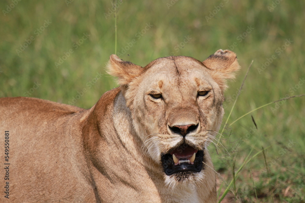 Fototapeta premium Portrait of a lioness with mouth open, eyes closed