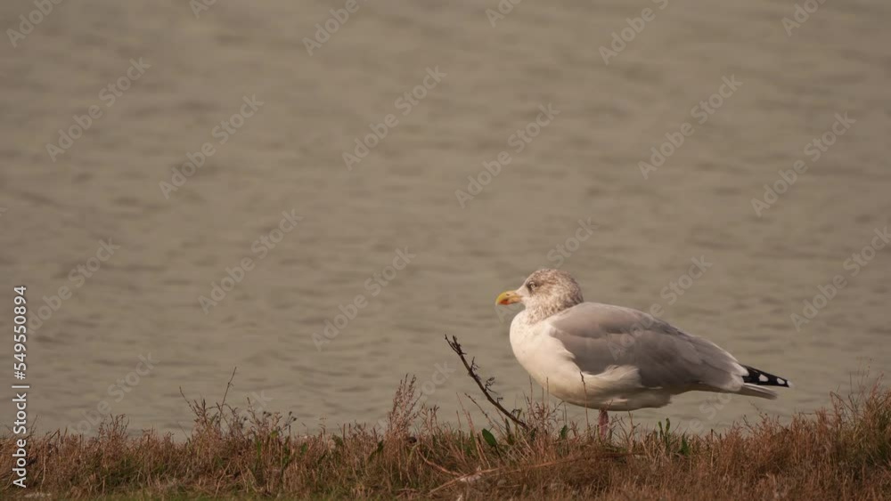 A European herring gull (Larus argentatus) in winter plumage standing along the water A European herring gull (Larus argentatus) in winter plumage standing along the water