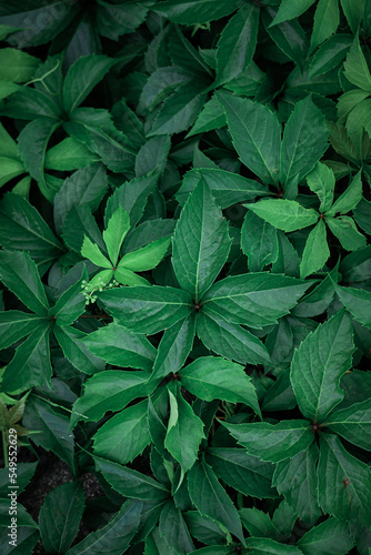 green plant leaves in the garden in springtime, moody green background