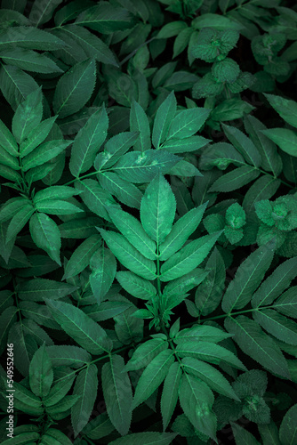 green plant leaves in the garden in springtime  moody green background