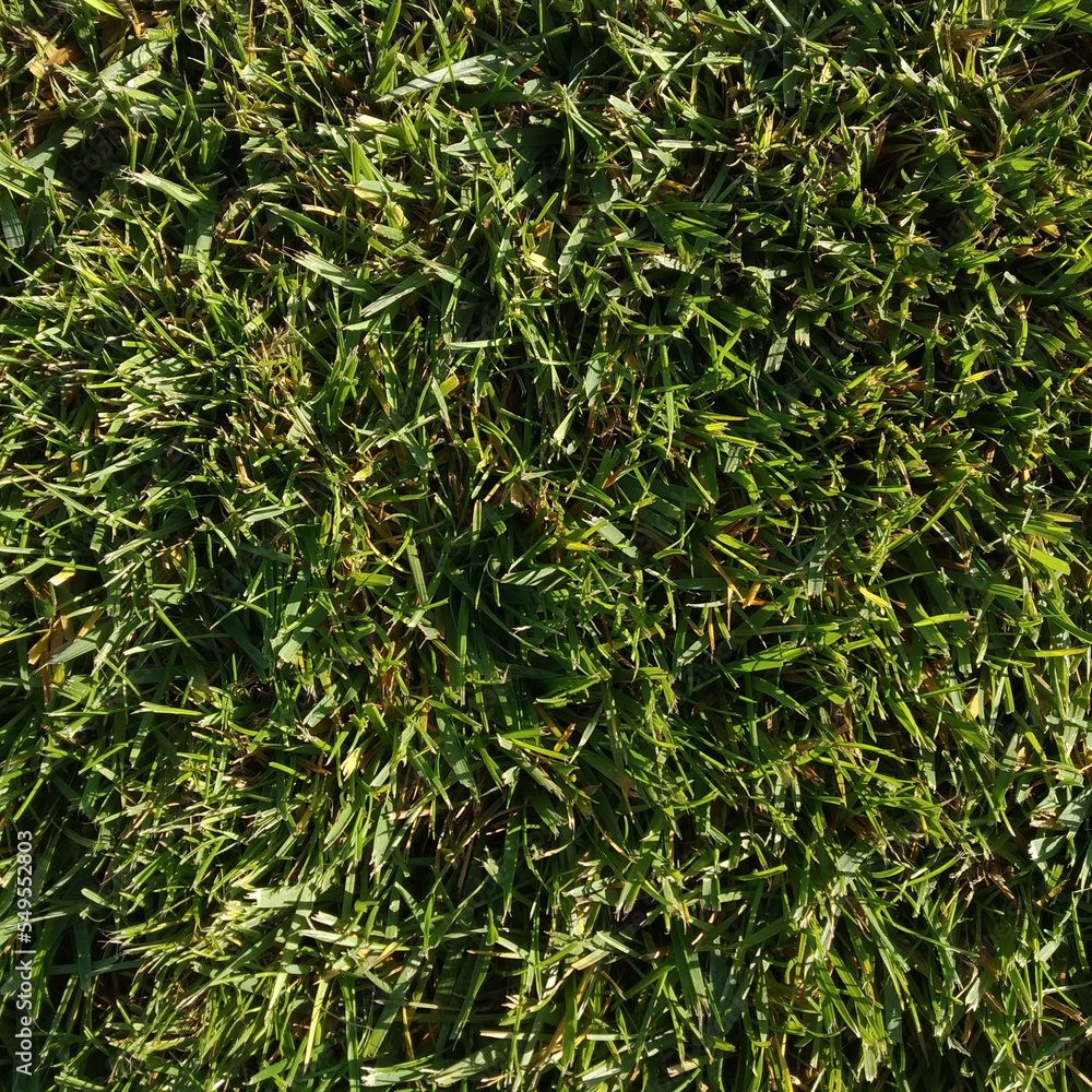 Obraz premium green grass background