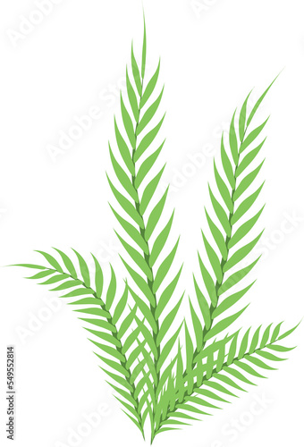 Handdrawn Green Tropical Exotic Leaf, Fern Plant photo