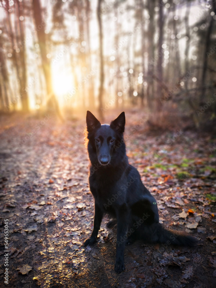 dog in the forest dog in the forest