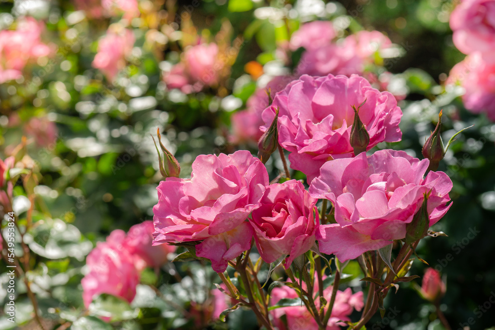 Pink Pacific Glory Roses