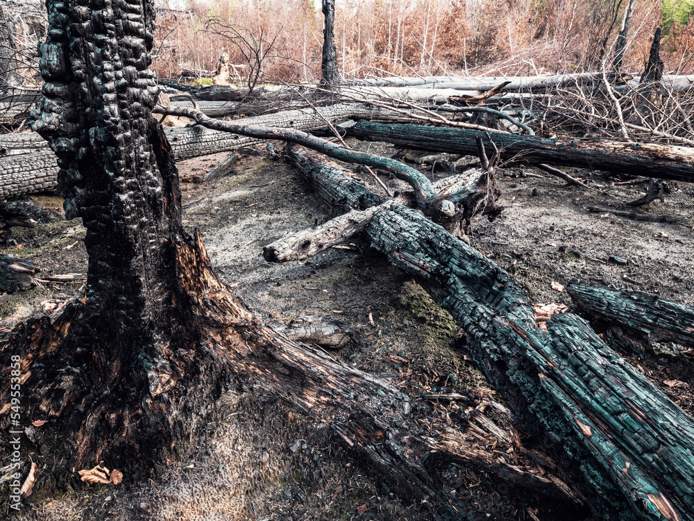 Fototapeta premium Natural tragedy. Burnt forest in the first zone of the national park Bohemia Switzerland