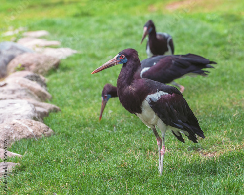 Abdim's stork, the smallest species of stork. Birds in nature. Summer landscape