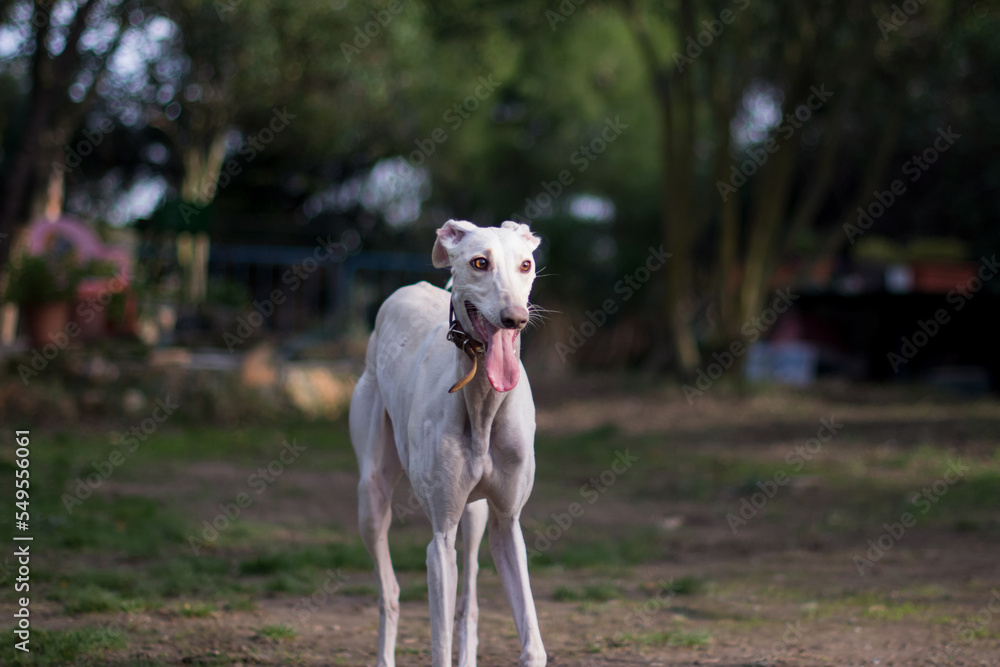 Fototapeta premium Portrait of a beautiful female greyhound