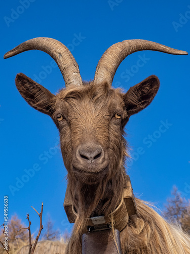 Close-up of a goat in the italian alps photo