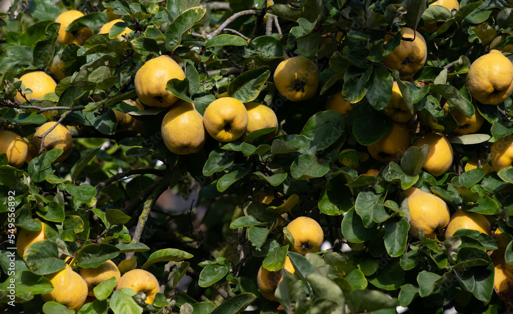 Many ripe quinces grow on the tree between green leaves. A detailed shot of the treetop