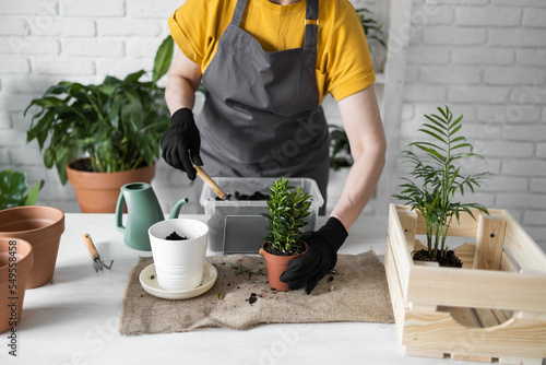 Canvas Print Close-up spring houseplant care, repotting houseplants
