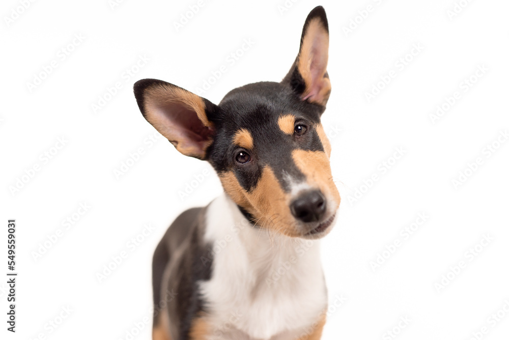 2 month old smooth collie puppy looking at the camera and tilting his head 2 month old smooth collie puppy looking at the camera and tilting his head