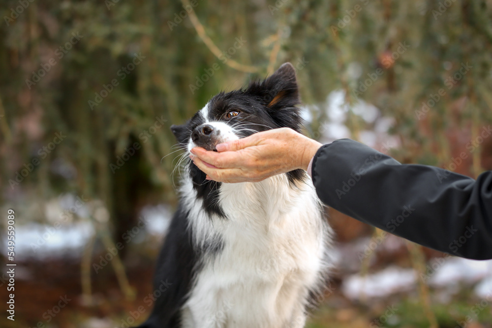 Border Collie Eats From Human Hand in the Garden. Cute Black and White Dog Gets the Treat from Female Hand Outside. Border Collie Eats From Human Hand in the Garden. Cute Black and White Dog Gets the Treat from Female Hand Outside.