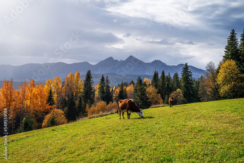 Cows grazing on green meadow © alexugalek