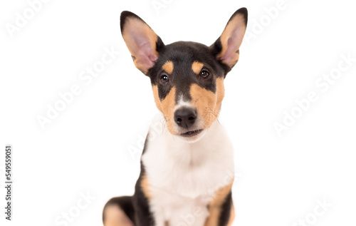 2 month old tricolor Smooth Collie puppy looking at the camera against a pure white background