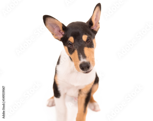 2 month old tricolor Smooth Collie puppy sitting and looking up at the camera against a pure white background