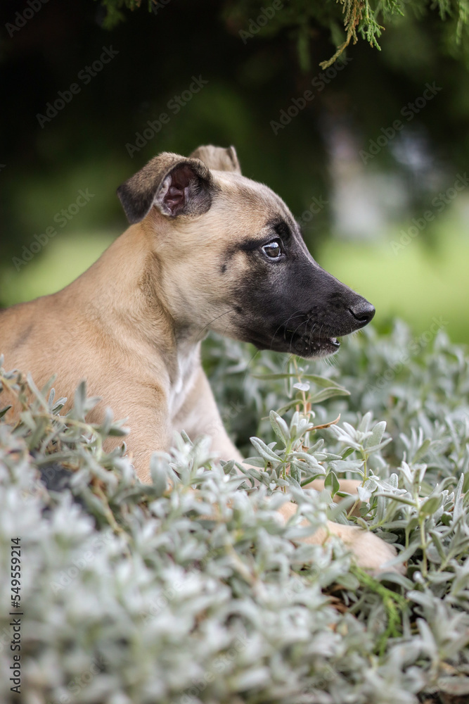 Side Portrait of Whippet Puppy Lying Down in Plant. Vertical Profile of Cute Young English Sighthound Breed in the Garden. Side Portrait of Whippet Puppy Lying Down in Plant. Vertical Profile of Cute Young English Sighthound Breed in the Garden.
