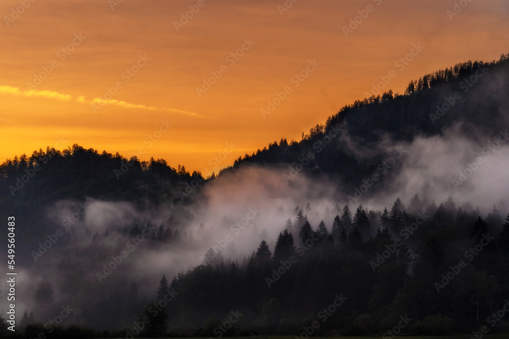 Fototapeta premium Die Bäume im Sonnennebel