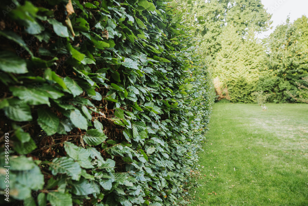 Green hedge as a boundary for the property. Hedge cutting in autumn in Germany. High hornbeam hedge. Carpinus betulus