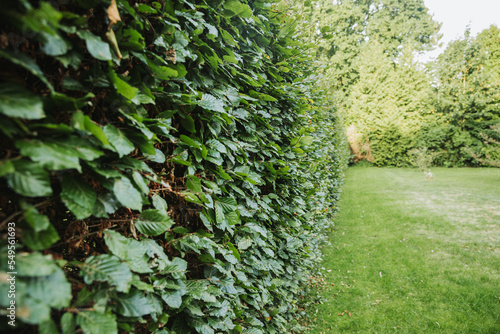 Green hedge as a boundary for the property. Hedge cutting in autumn in Germany. High hornbeam hedge. Carpinus betulus photo