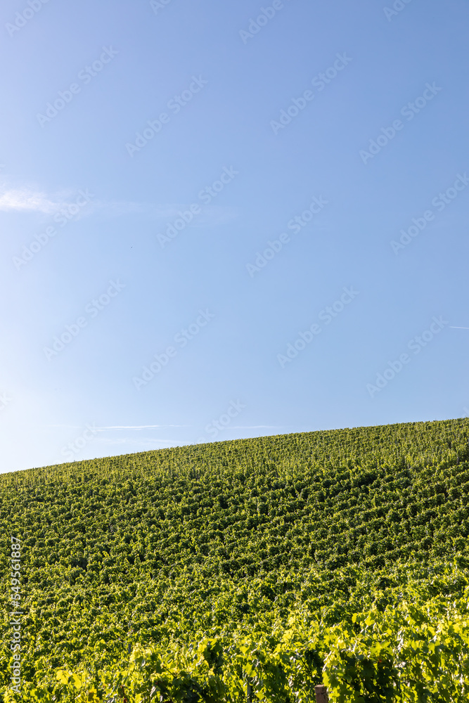 View of beautiful vineyards with blue sky in in Durbach, Germany, black forest area, near Baden-Baden View of beautiful vineyards with blue sky in in Durbach, Germany, black forest area, near Baden-Baden