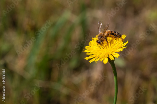 The bee pollinating a flower. Pollination is an essential part of plant reproduction. © Peter Togel
