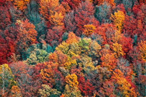 couleurs de la forêt en automne, vu d'en-haut
