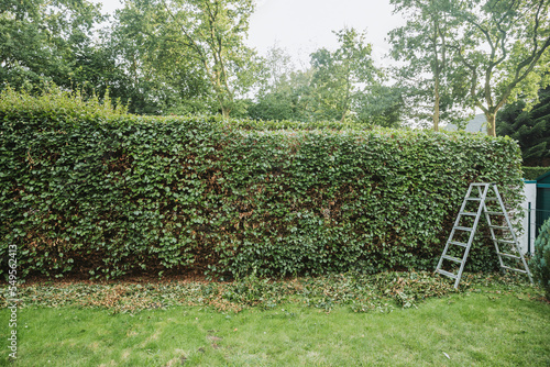 Green hedge as a boundary for the property. Hedge cutting in autumn in Germany. High hornbeam hedge. Carpinus betulus photo