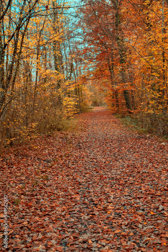 couleurs de la forêt en automne