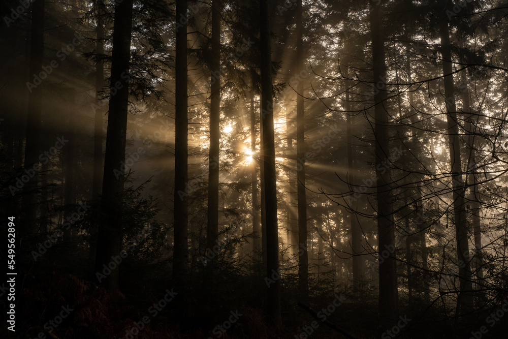 Obraz premium misty morning in the forest