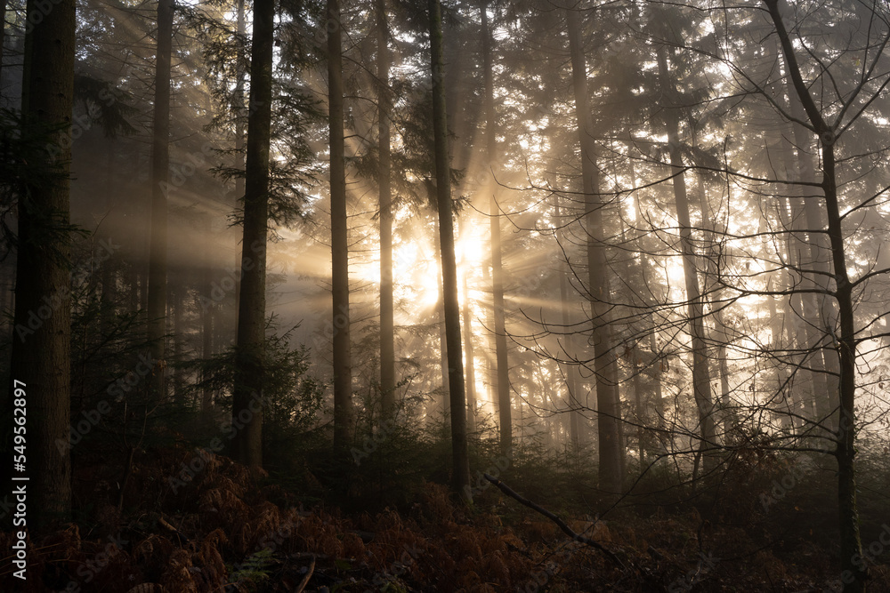 Sonnenstrahlen brechen durch den Nebel und die Bäume im Wald am Morgen Sonnenstrahlen brechen durch den Nebel und die Bäume im Wald am Morgen