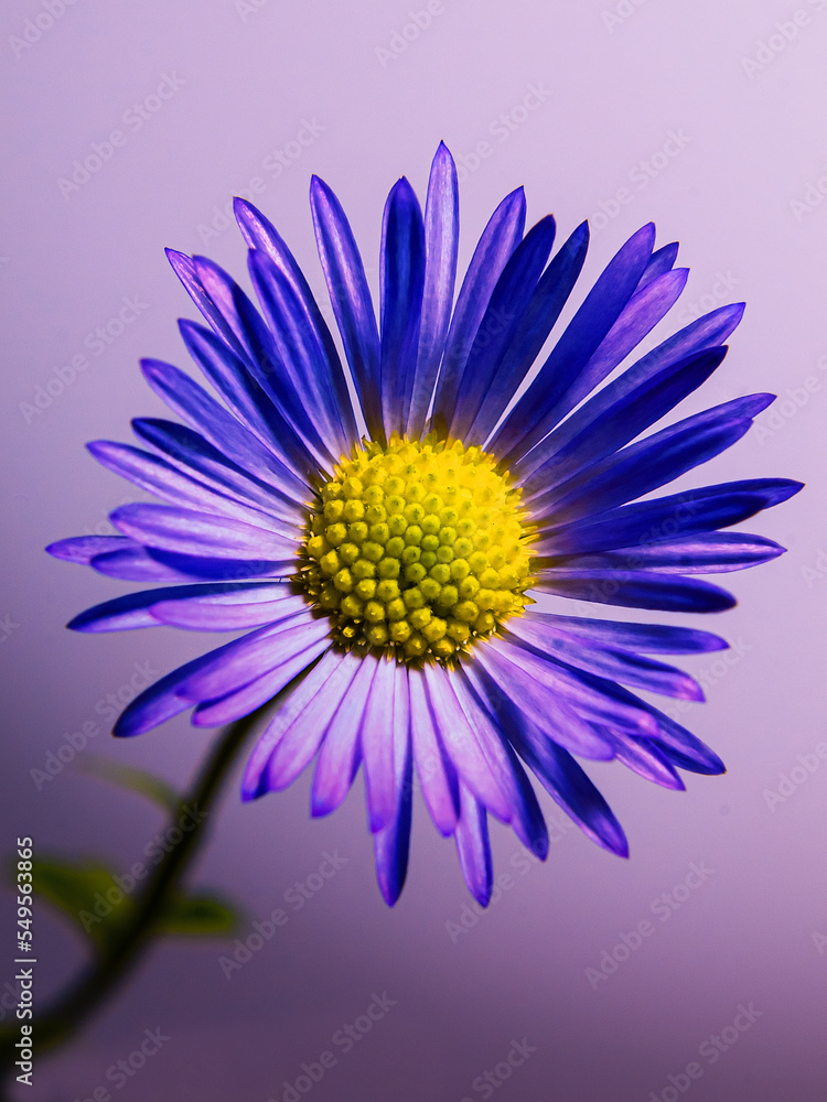 Obraz premium flower