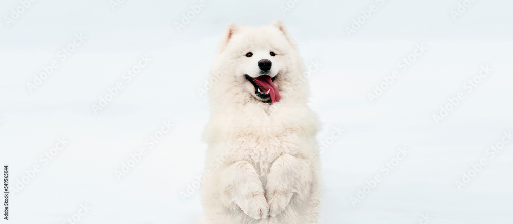 Portrait of funny white Samoyed dog standing on its hind legs on the snow in winter park Portrait of funny white Samoyed dog standing on its hind legs on the snow in winter park