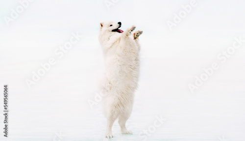 Fotografie Happy white Samoyed dog standing on its hind legs on snow in winter park