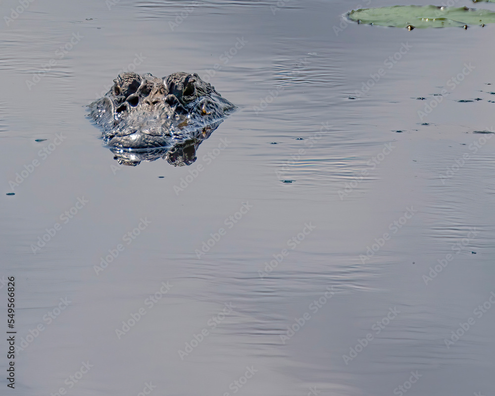 Obraz premium American Alligator Head