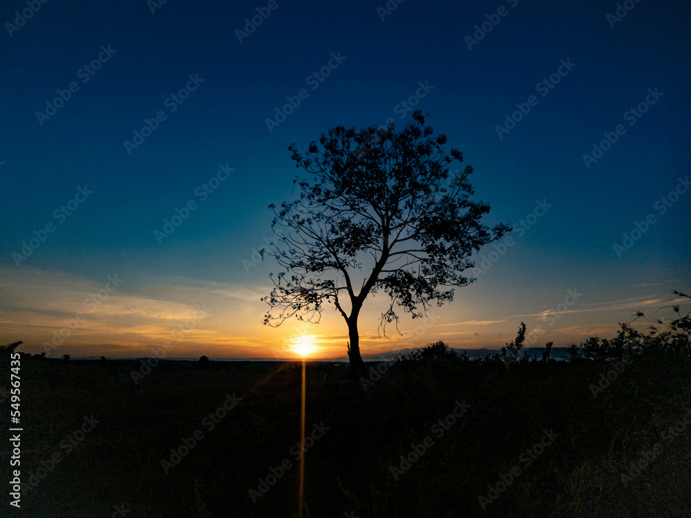 Naklejka premium tree silhouette with sunrise in the morning