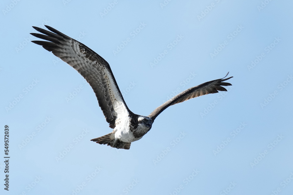 osprey is hunting a fish