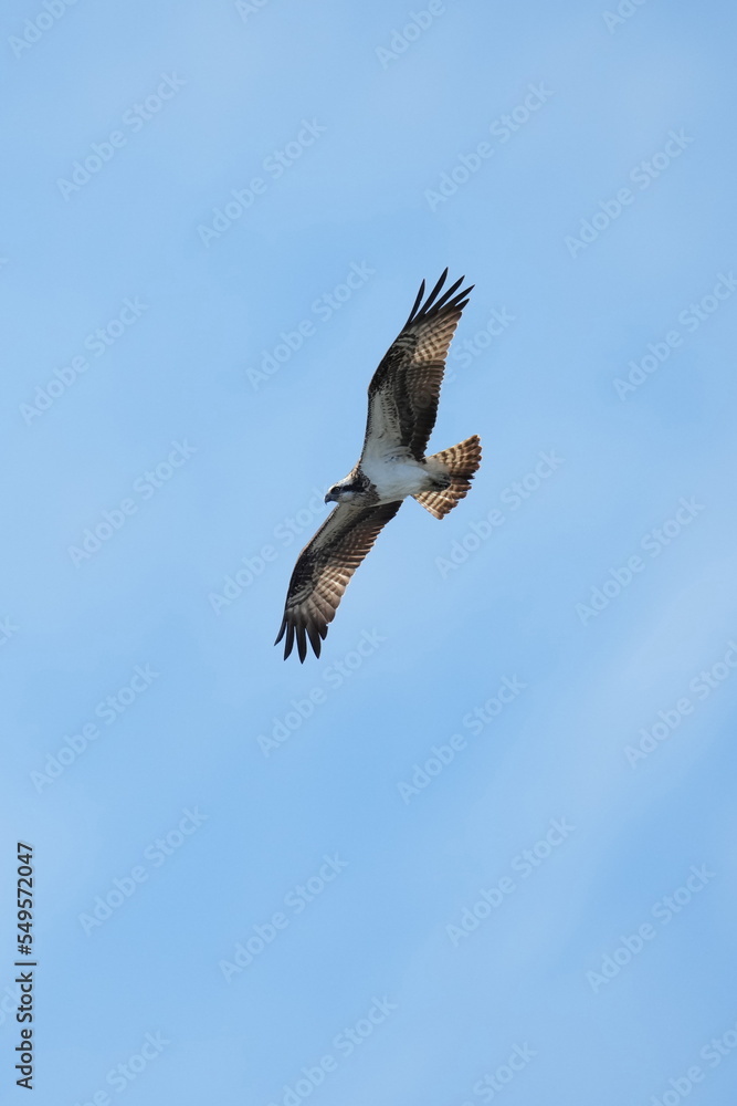 osprey is hunting a fish