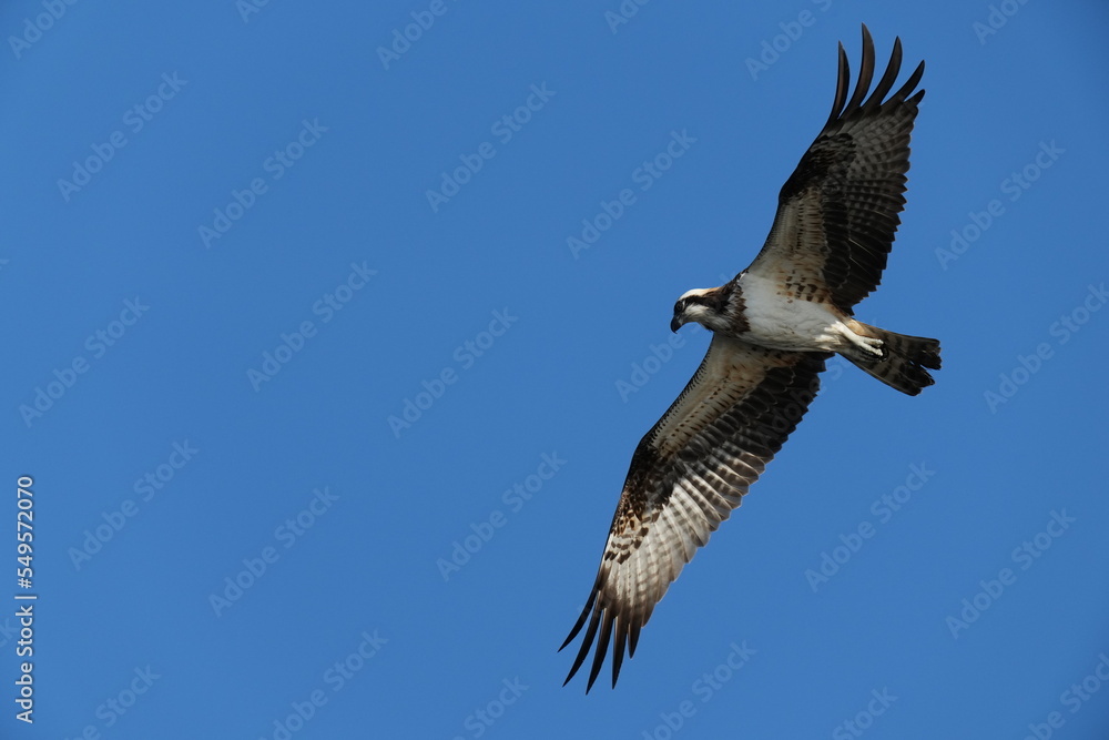 osprey is hunting a fish osprey is hunting a fish