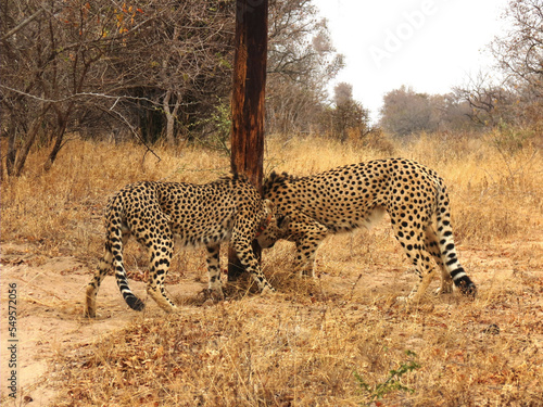 Cheetah (guepardo).