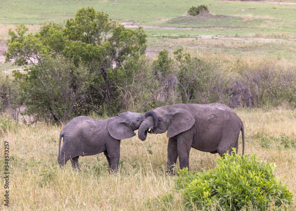 Fototapeta premium elephants in the savannah