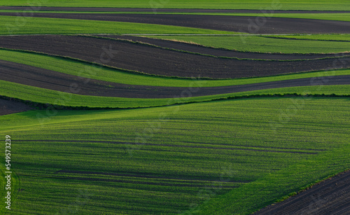field in the morning © Dariusz