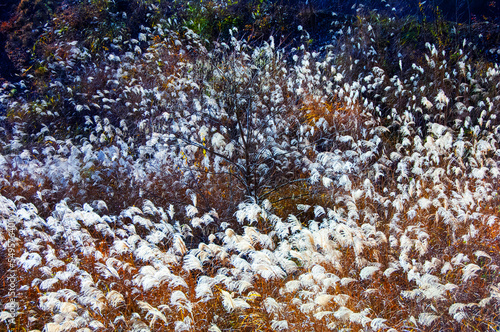 Wallpaper Mural ススキ、 Torontodigital.ca