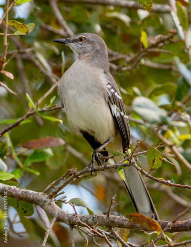 Mockingbird Perched On a trre branch
