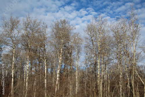 trees in the forest, Elk Island National Park, Alberta